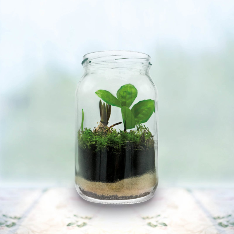 Plant in glass jar symbolizes the sustainability of glass