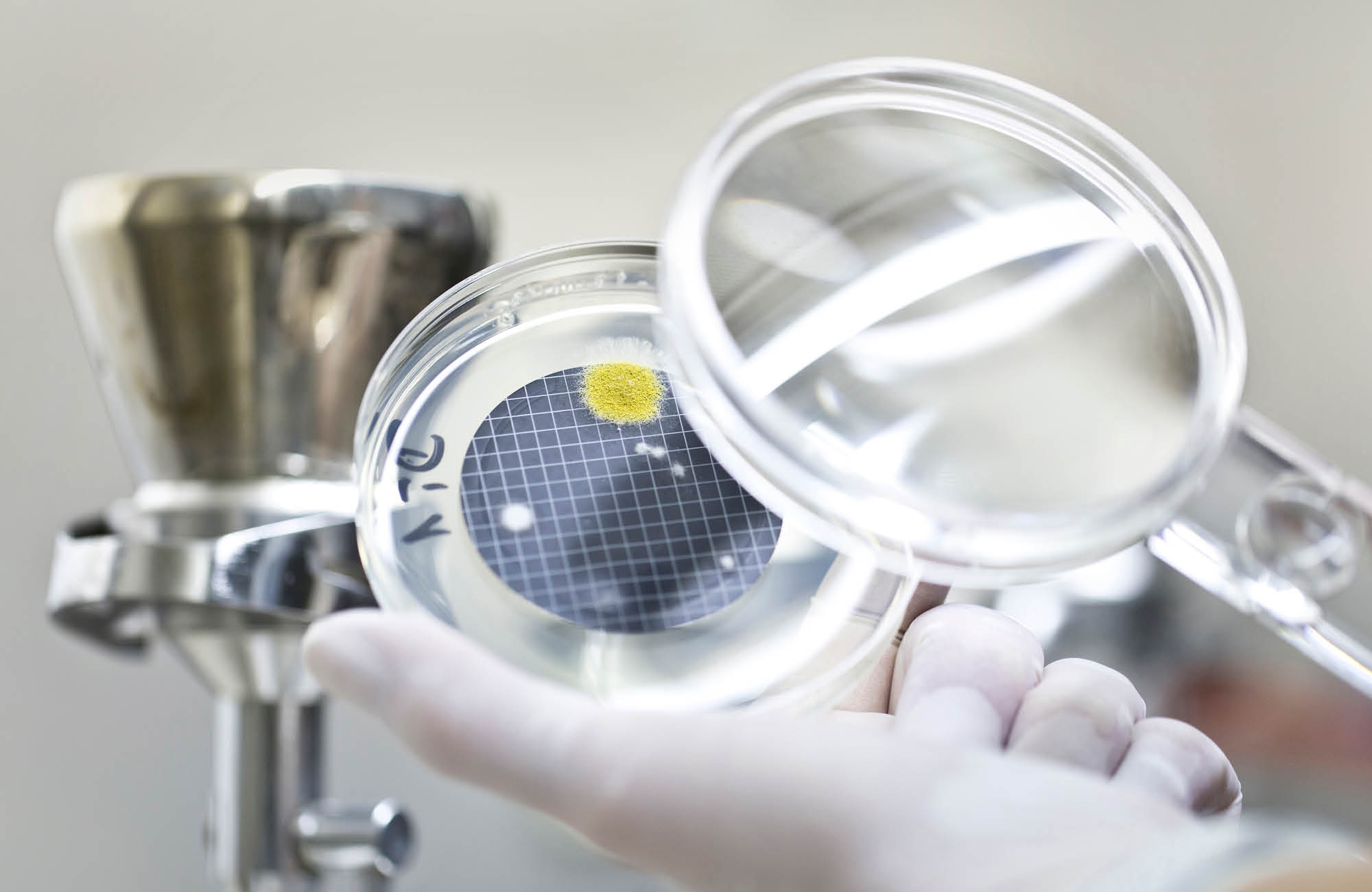 One person checks the petri dish with a magnifying glass