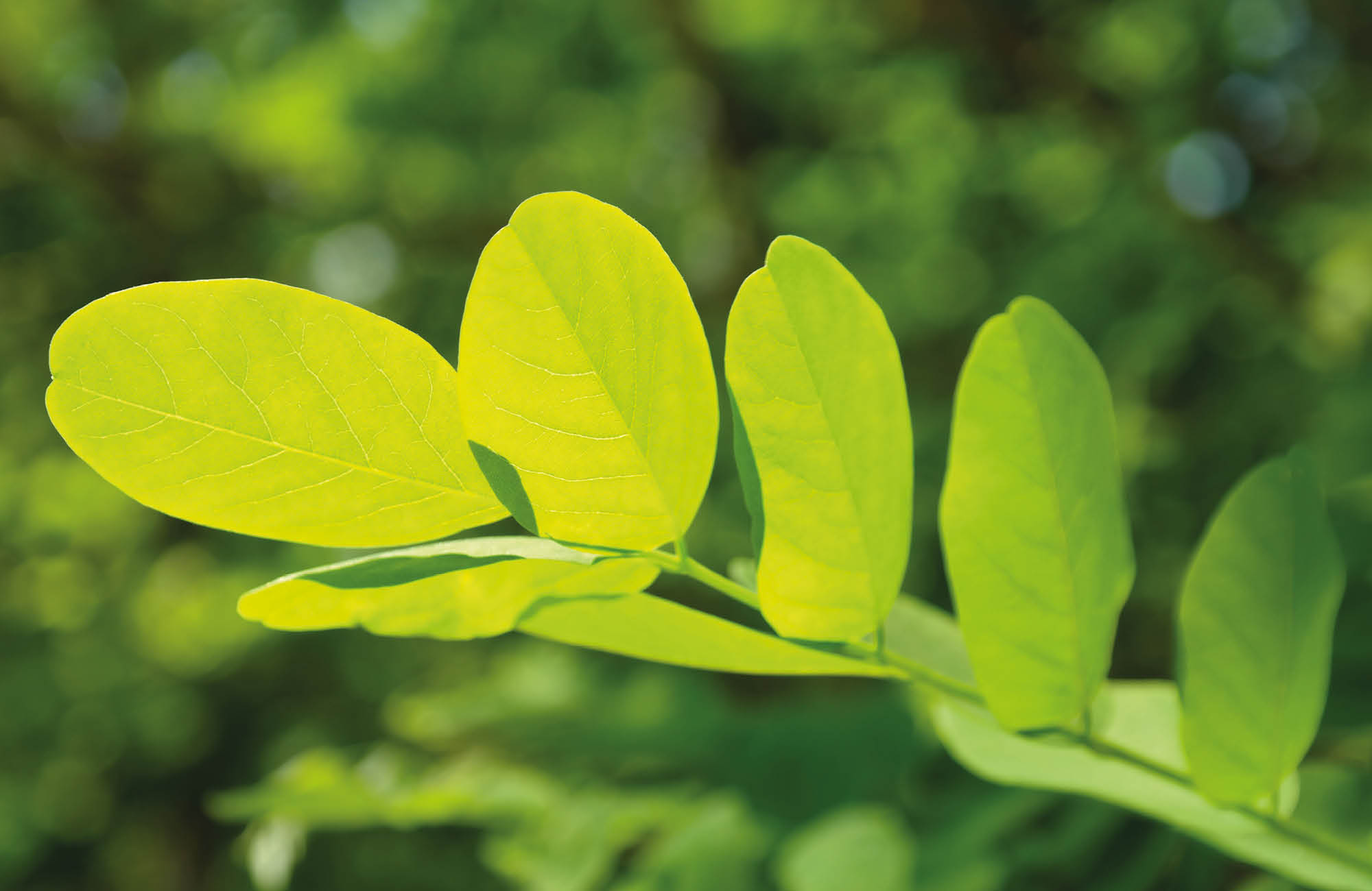 Green leaf