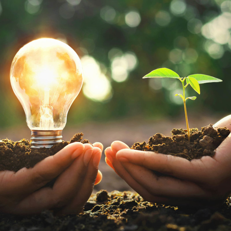 Light bulb and plant both hold in hands