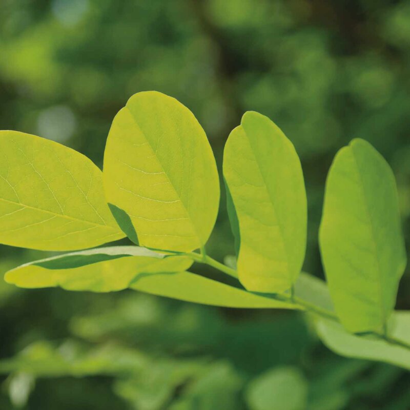 Green leafes in the Forest